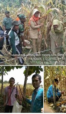 Ubinan di Kecamatan Brondong